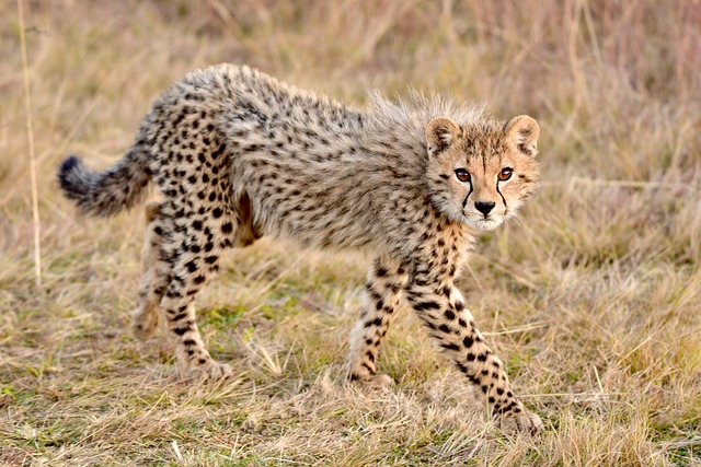 gepard
