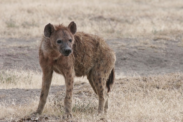 hyena